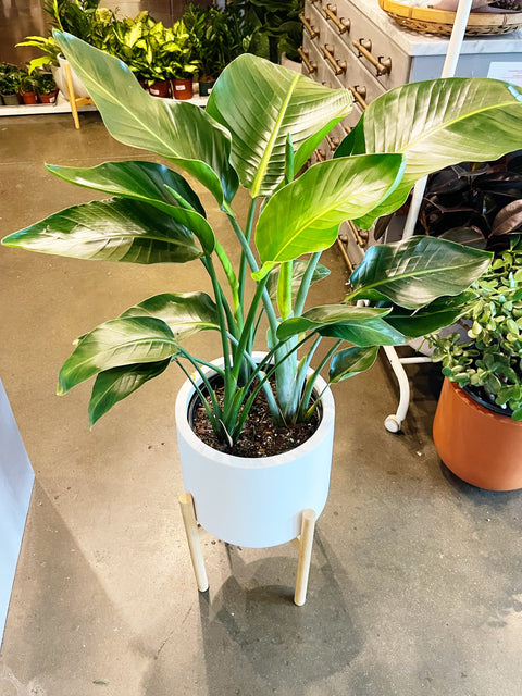 Strelitzia Bird of Paradise